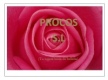 Pétalos de rosa. En la fotografía se aprecian los pétalos de una rosa en un plano corto.
